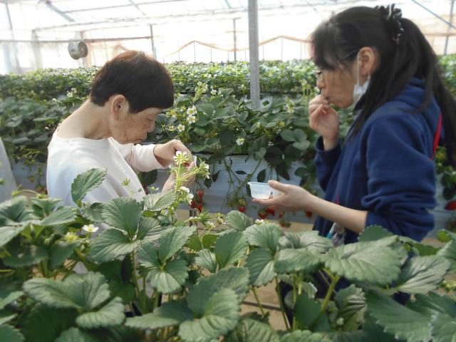 いちご狩り